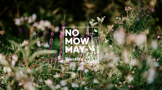 Give Power to the Flowers: Why We’re Supporting No Mow May