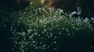 The Magic of...Camomile