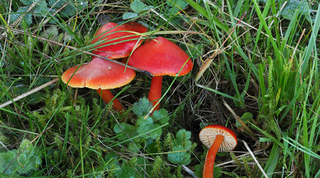 Plantlife’s Waxcap Watch