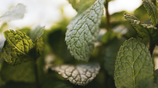 The Magic of... Spearmint