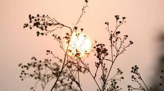 Summer Solstice Rituals with The Luna Circle