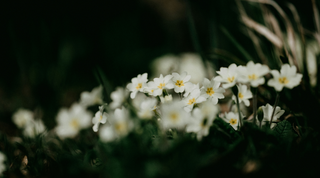 The Magic of...Primrose