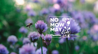 No Mow May: The Joy of a Wilder Garden