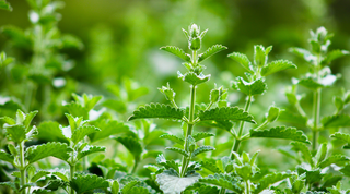 The Magic of... Lemon Balm