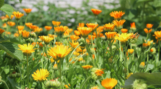 The Magic of... Marigold