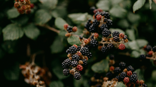 Tarquin's Gin Autumnal Recipes
