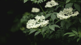 Elderflower Cordial Recipe