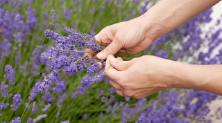 The Magic of...Lavender