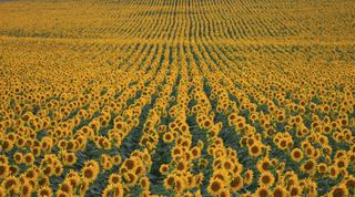 The Magic of...Sunflower