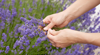 The Benefits of Essential Oils on Mood