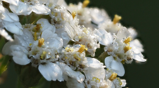 The Magic of...Yarrow