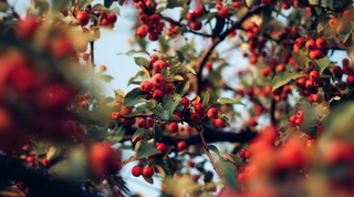 The Magic of...Rosehip