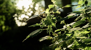 The Magic of...Nettle