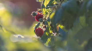 The Magic of...Raspberry Seed