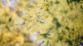 The Magic of...Mimosa