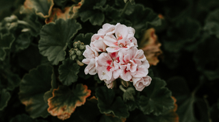 The Magic of... Geranium