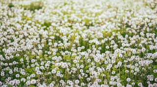 The Magic of...Dandelion
