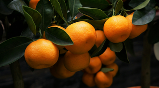The Magic of… Clementine