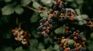 The Magic of... Blackberry