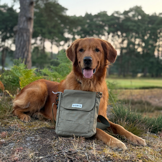 Golden retriever resting beside the Digby Walking Bag on a woodland walk