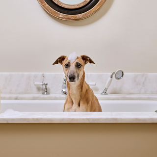 Digby Dog Wash Professional