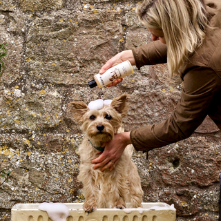 Digby Dog Wash