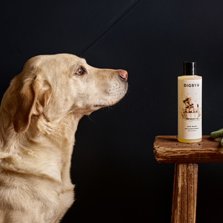 Digby Dog Wash