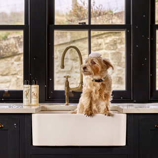 Dog Wash & Conditioner Bundle